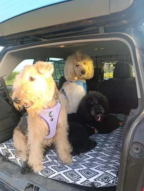 Los perros de la familia de Alma en el maletero del coche: una airedale terrier con arnés morado, un caniche crema con arnés azul y un caniche negro tumbado