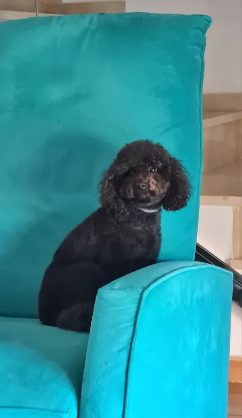 Frida, caniche de Olimpus Red, en el sillón de casa