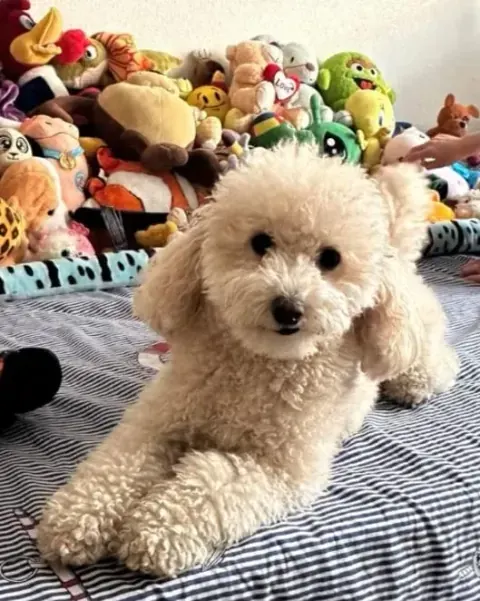 Nube The Olimpus Red, caniche de color crema, tumbado en una cama con peluches